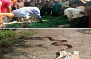 बड़ी मशक्कत के बाद वन विभाग की टीम ने पकड़ा अजगर सांप 1 IMG 20210714 WA0010